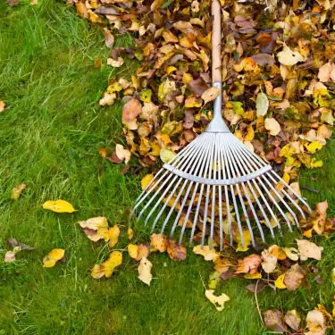 Græsplænens forårskur